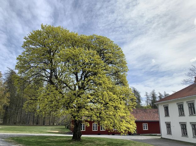 to hus på et tun med et tuntre i vårprakt