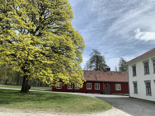 To hus på et tun med tuntre i vårprakt