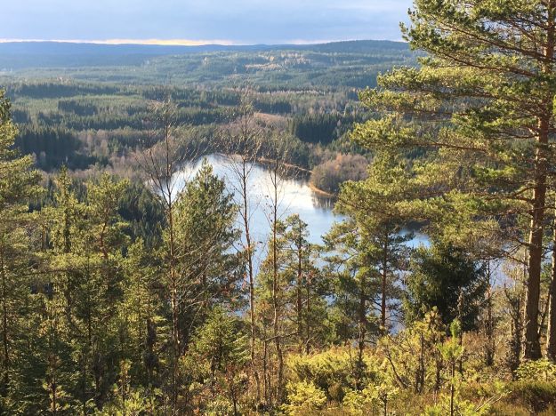 Skoglandskap med blå innsjø. Foto