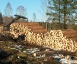 Kuttet tømmer stablet ute i skogen. Foto