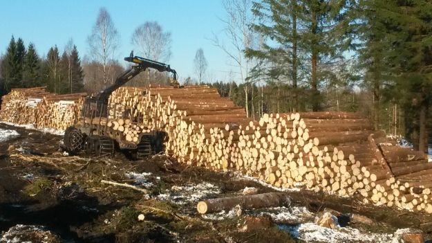 Kuttet tømmer stablet ute i skogen. Foto