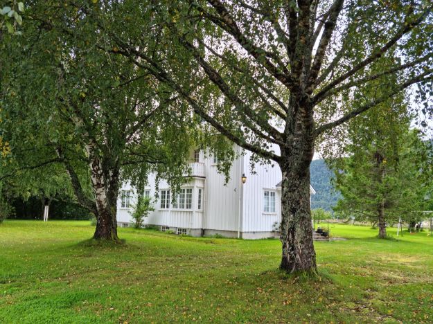 Trehus med  gamle bjørketrær i forgrunn