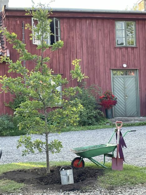 tre plantet med trillebår og spade