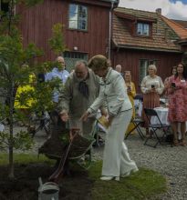 Planting av Dronningeika