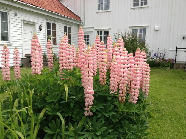 Lupiner på Borre prestegård 2012