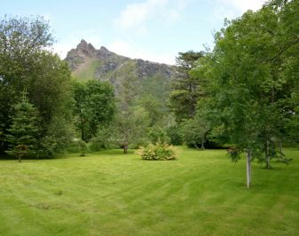 Grønn plen med trær